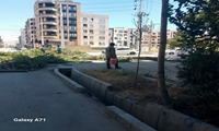 قطع دو اصله درخت افرا در تقاطع خیابان نامجو بجنورد با مجوز کمیسیون ماده ۷